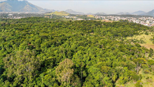 O estudo analisou 29 espécies e foi realizado em fragmentos da Mata Atlântica