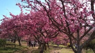 Parque Bunkyo Kokushikan se transformará em um verdadeiro jardim japonês com mais de mil cerejeiras floridas