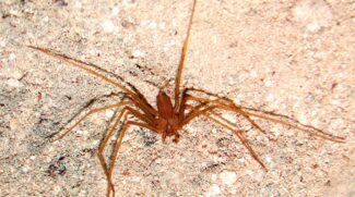 De acordo com especialistas nesse tipo de animal, a Aranha-Marrom vivia originalmente em ambientes rochosos e grutas