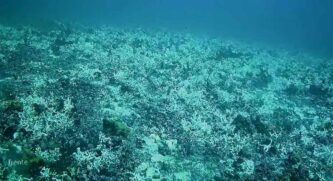 A região é lar de inúmeras espécies aquáticas, responsáveis pelo equilíbrio tanto da fauna quanto da flora brasileira