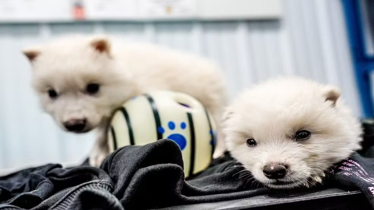 Lobos Terríveis foram trazidos de volta à vida após 10 mil anos