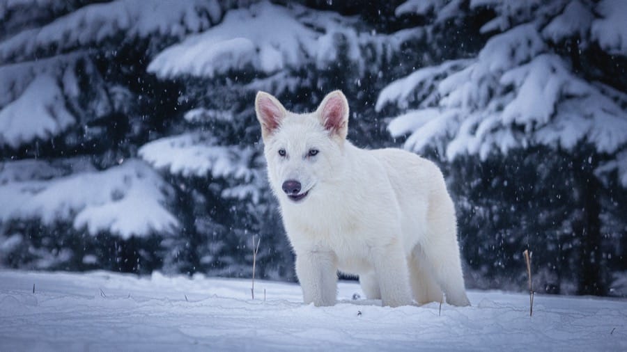 Os lobos terríveis são famosos na série "Game of Thrones", onde são símbolos da Casa Stark (Colossal Biosciences/Divulgação)