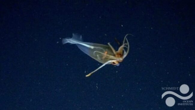 Lula-de-vidro-glacial (Galiteuthis glacialis) em seu habitat natural