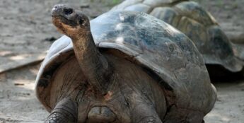 Mommy deu a luz a quatro filhotes fêmeas aos 100 anos de vida