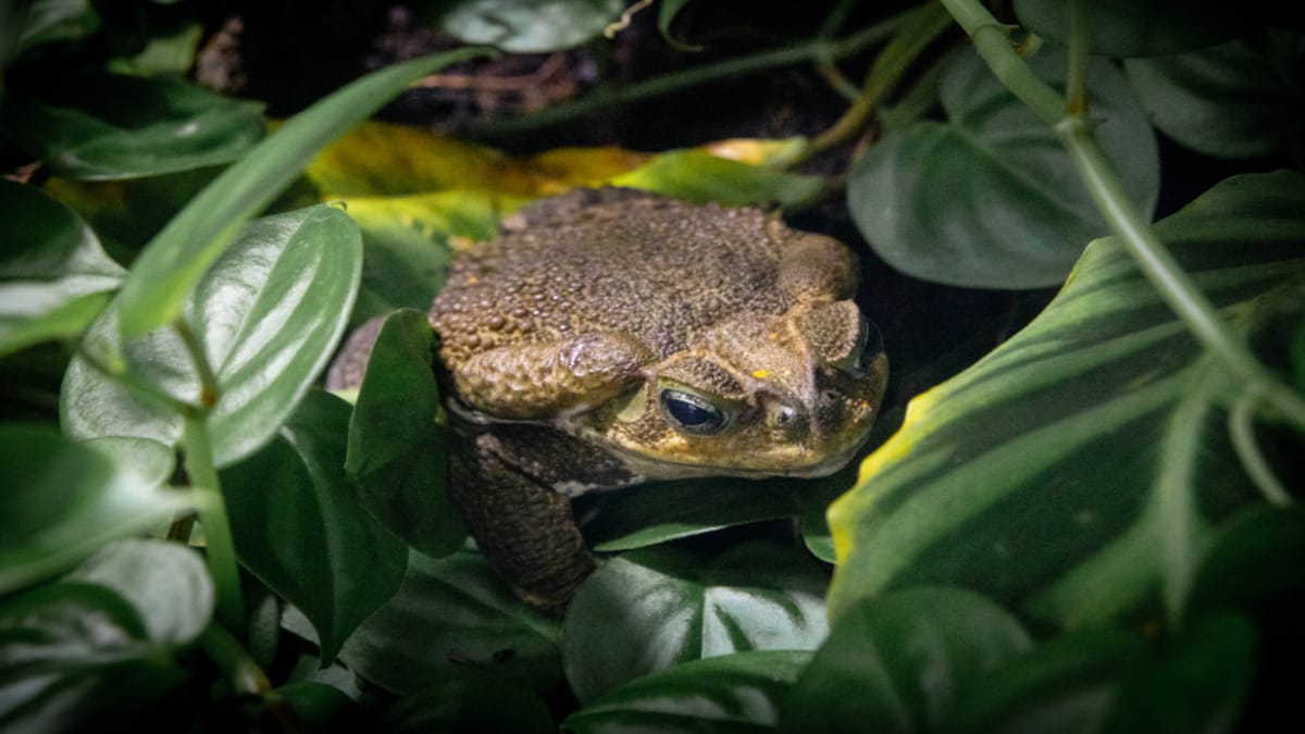 Antes de mais nada, é importante saber que sapo, perereca e rã são animais diferentes