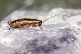 A presença desses animais é favorecida por condições como umidade, escuridão e fácil acesso a alimentos.