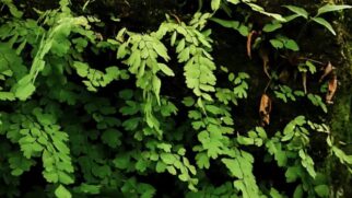 A moringa é considerada um "superalimento"