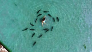 Desde o início do ano, pelo menos 30 pessoas buscaram atendimento médico após sofrer mordidas de peixes