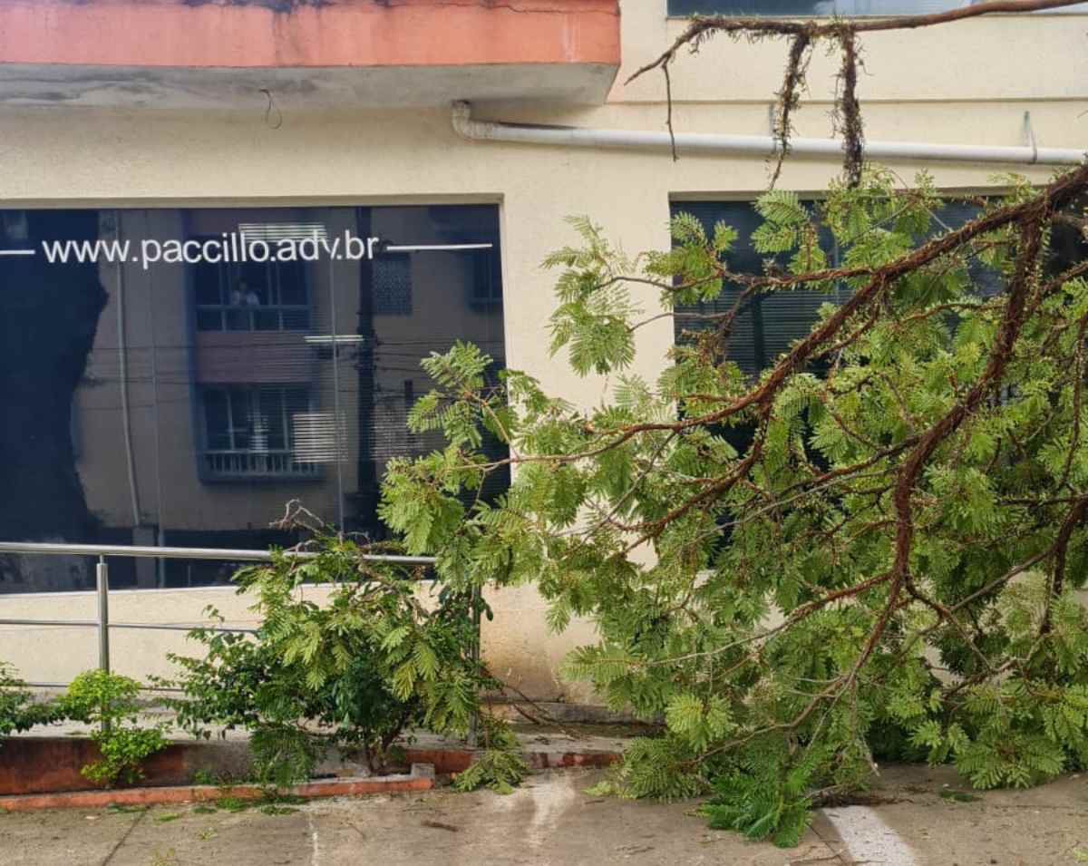 Divulgação/Procurada, a Prefeitura de Santos informou que realizou duas podas de levantamento na Rua Thomé de Souza