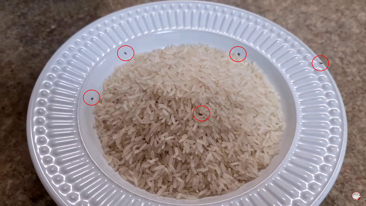 Esses bichos podem ser encontrados em alguns alimentos específicos