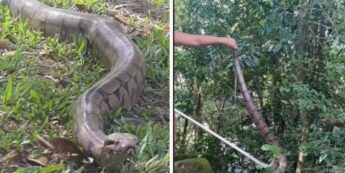 Os moradores do entorno da unidade de ensino ficaram assustados com a presença da serpente