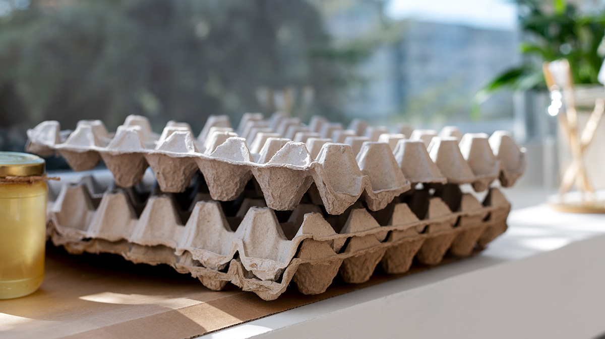 Entenda como fazer jardinagem em casa reutilizando uma cartela de ovos