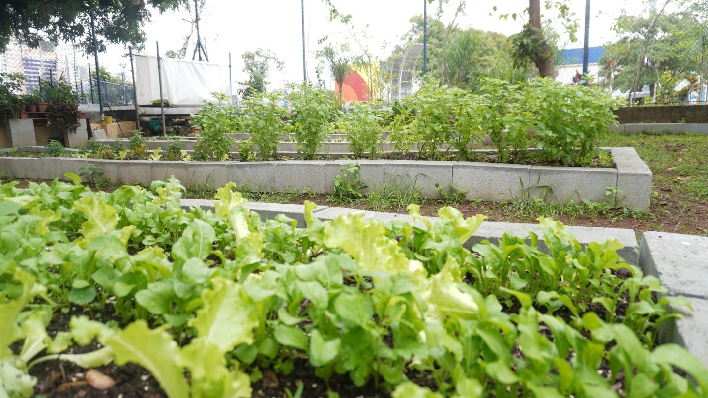 Plantação de horta orgânica na Estação da Cidadania / Foto: Renan Lousa/DL