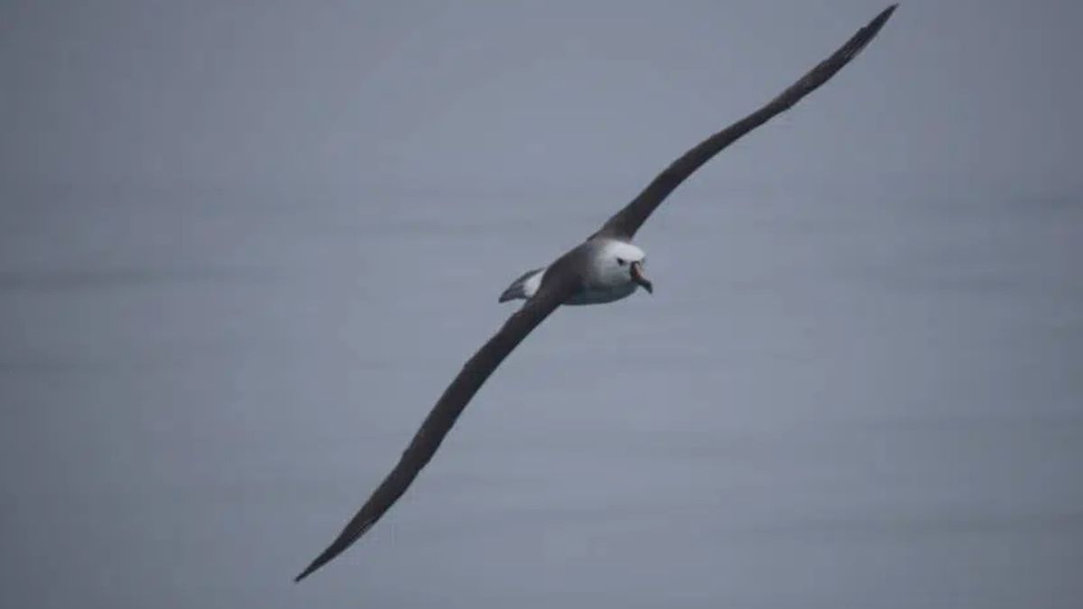 O albatroz-de-bico-amarelo-do-Atlântico, uma das espécies analisadas. Crédito: Patricia Serafini