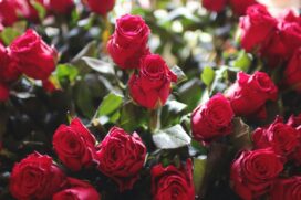 Preço de um buquê nacional com 12 rosas vermelhas varia entre R$ 99,90 e R$ 202,90