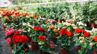 Os benefícios da borra de café para as suas plantas