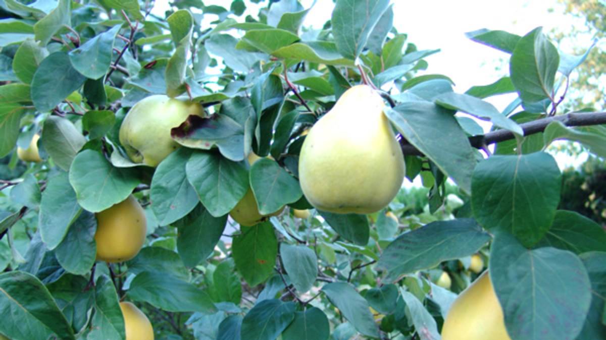 Poucos sabem de qual árvore o marmelo vem