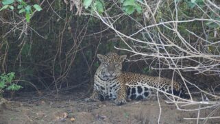 A onça-pintada é criticamente ameaçada no bioma Mata Atlântica
