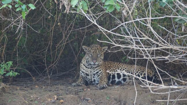A onça-pintada é criticamente ameaçada no bioma Mata Atlântica