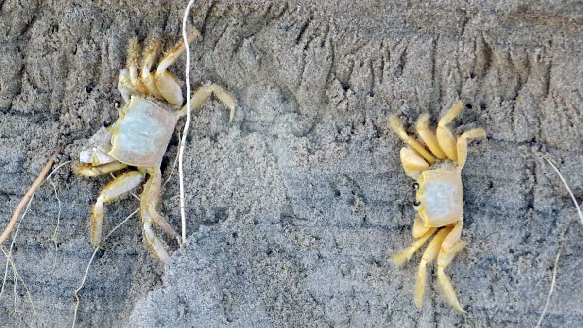 Geralmente, esse animal deixa diversos rastros em volta do seu refúgio / Foto: Márcio Ribeiro