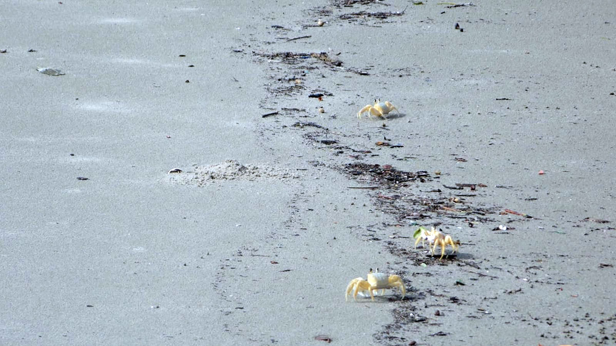 Esse caranguejo tem coloração branca e amarela, tons que se confundem com a areia da praia / Foto: Márcio Ribeiro