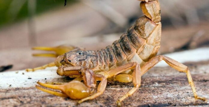 A espécie Tityus Serrulatus, o escorpião amarelo, é considerada a espécie mais venenosa da América do Sul