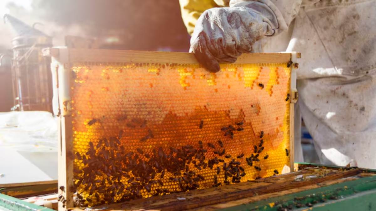 Número de abelhas está diminuindo no EUA