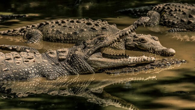 O animal foi classificado como Gryposuchus pachakamue e pertence a um grupo já extinto de crocodilianos
