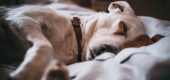 Há dicas bem legais para cães e gatos dormirem na mesma cama de seus donos