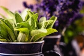 A erva medicinal pode ajudar a dormir, reduzir o estresse e até em sintomas de Alzheimer