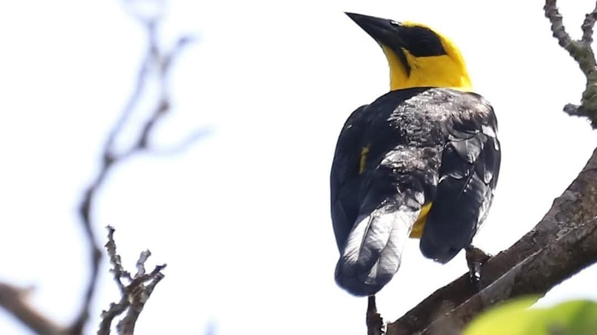 Na primeira trilha realizada, em Novo Airão Rio Apuaú, foram registradas 49 espécies de aves / Foto: Fábio Barata