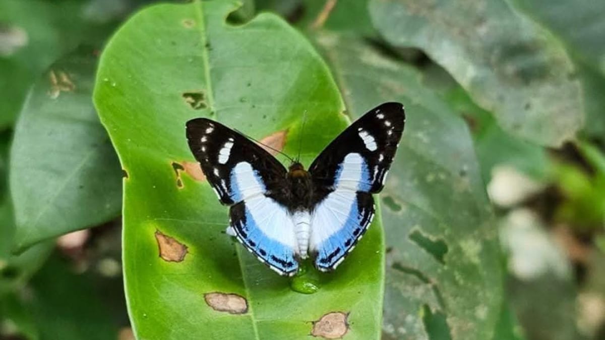 O destino inicial foi o Parque Nacional de Anavilhanas e, posteriormente, locais como Novo Airão, Ilha do Tracajá, Arquipélago, entre outros / Foto: Fábio Barata