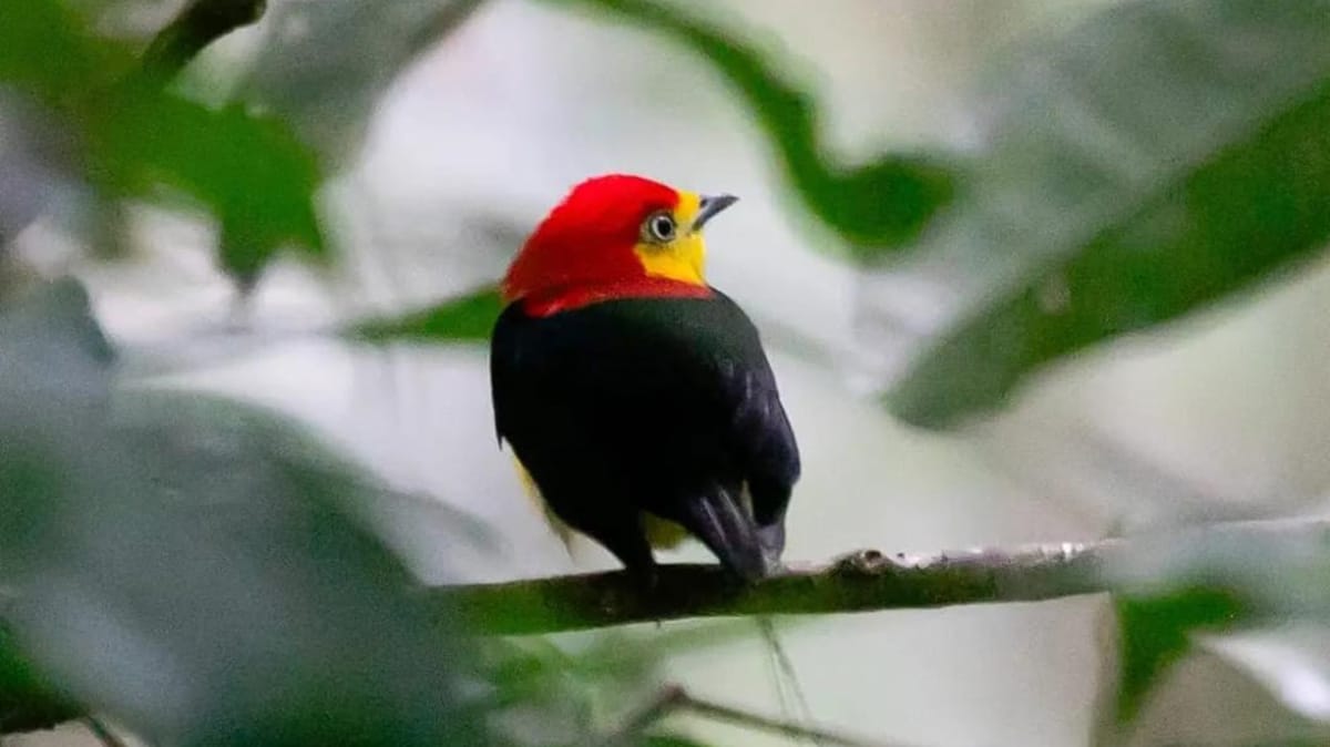 A expedição inédita ao Rio Negro (AM) rende fotos de aves de rara beleza / Foto: Fábio Barata