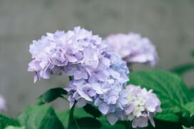 Hortênsias precisam de umidade constante no solo e no ar, o que é (quase) impossível em extremos climáticos