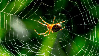 ? Para muitos, a presença de aranhas em casa, por mais que sejam importantes para o ecossistema externo, é um incômodo.