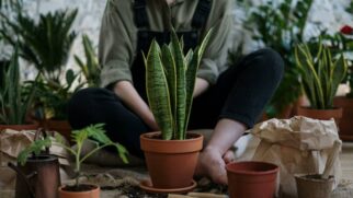 O ato de cultivar e conviver com plantas pode refletir emoções internas