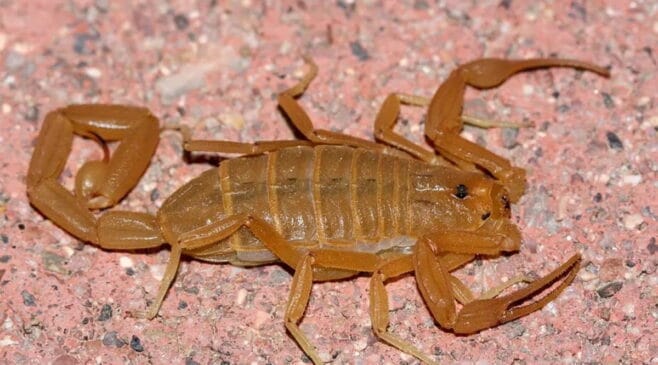 Esse é o escorpião mais venenoso da América Latina, com picada que pode causar convulsões e paralisia dos músculos