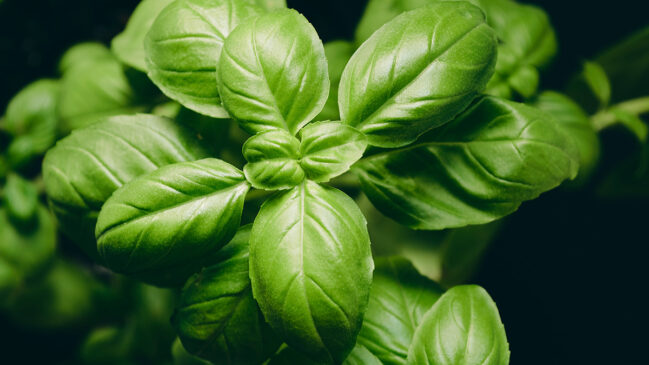 A boa notícia é que algumas plantas ajudam a espantá-los naturalmente, ao mesmo tempo que deixam a casa mais bonita e perfumada.
