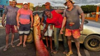 Essa não foi a primeira façanha do grupo. Em abril, os mesmos pescadores haviam capturado outro pirarucu de grandes proporções