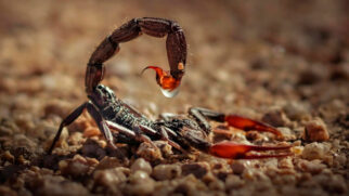 A presença de cobras e escorpiões em áreas residenciais, especialmente em quintais, é uma preocupação comum que leva à busca por métodos de afastamento