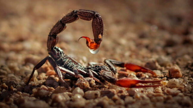 A presença de cobras e escorpiões em áreas residenciais, especialmente em quintais, é uma preocupação comum que leva à busca por métodos de afastamento