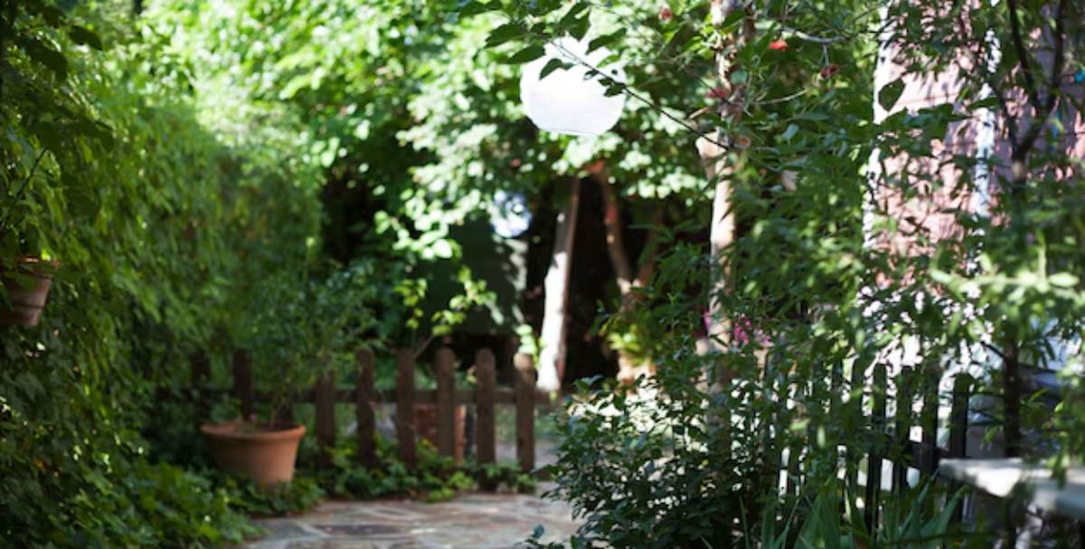 A goiabeira é uma das melhores árvores frutíferas para quintais