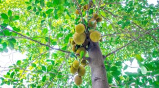 A jaca é popular em países do Sudeste Asiático por causa do clima quente