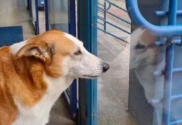 Mascote conquistou a internet após uma postagem no X (antigo Twitter) criticar sua aparência
