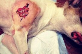 Quem realizar ou permitir tatuagens e piercings em pets poderá ser punido com detenção de 2 a 5 anos
