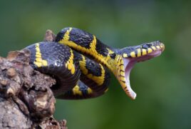 Nem todas as cobras venenosas são agressivas com humanos