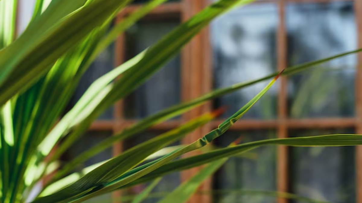 Citronela é uma das melhores plantas para afastar insetos