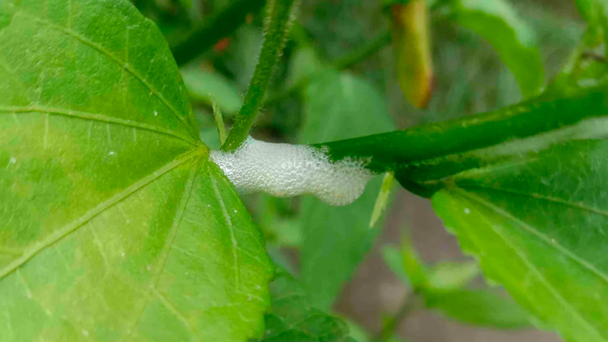 Se você já notou um tipo de espuma branca grudada nos caules ou folhas das plantas no seu quintal, sítio ou jardim, fique alerta. - Reprodução/Reddit