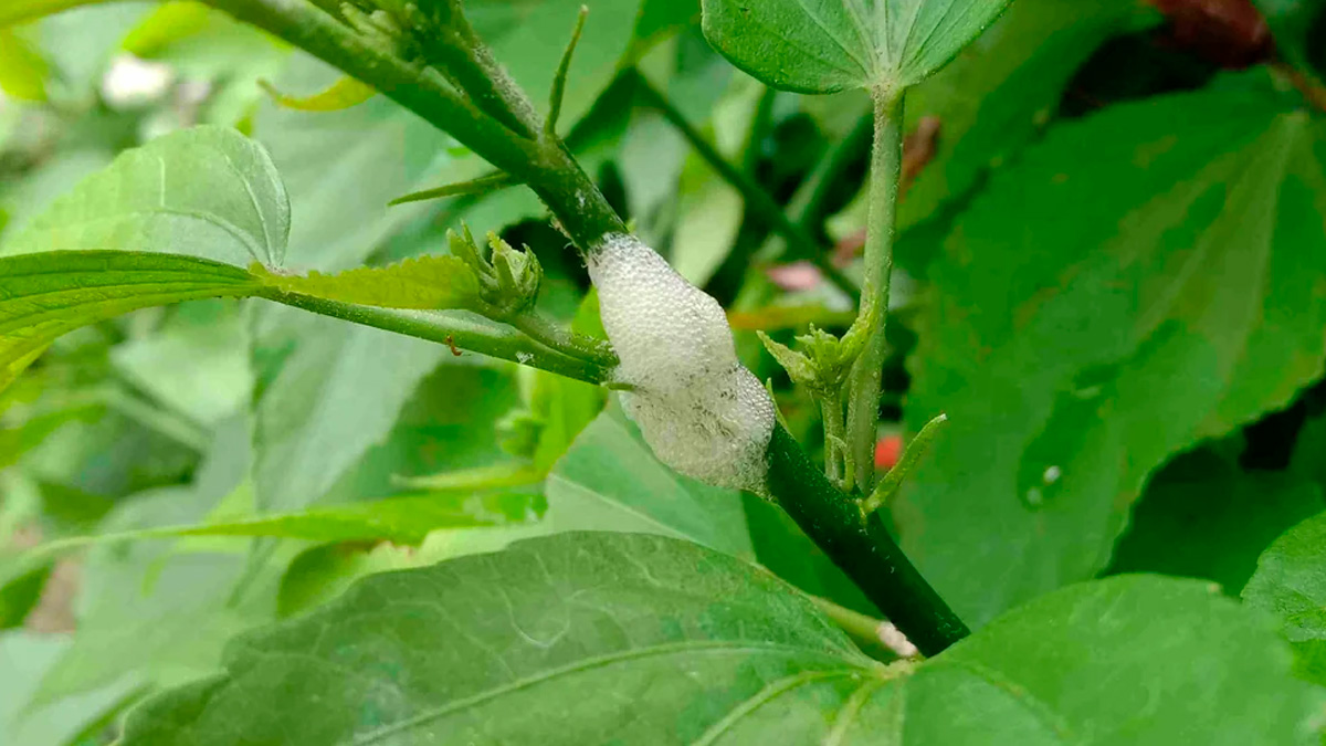 O uso excessivo de defensivos agrícolas no combate pode gerar desequilíbrios ambientais e resistência dos insetos, criando um ciclo difícil de quebrar. - Reprodução/Reddit