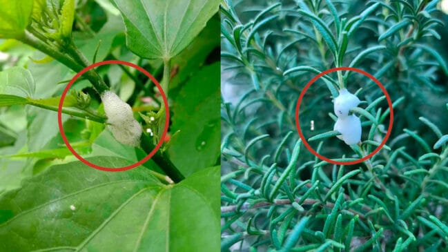 Se você já notou um tipo de espuma branca grudada nos caules ou folhas das plantas no seu quintal, sítio ou jardim, fique alerta.